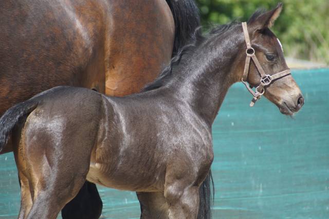 Veulen (ml) Selle Français Te koop 2025 Bruin / Bai ,  BE SURE