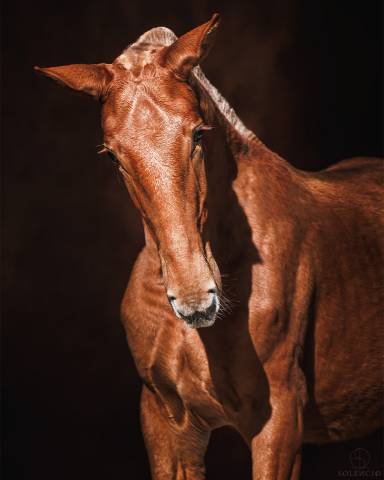 Veulen (vr) Lusitano Te koop 2024 Vos ,  Ouro JCL