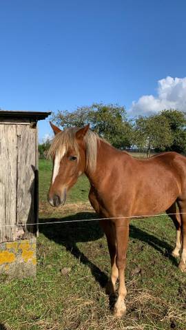 Merrie Franse rijpony PFS Te koop 2021 Lichte manen en staart