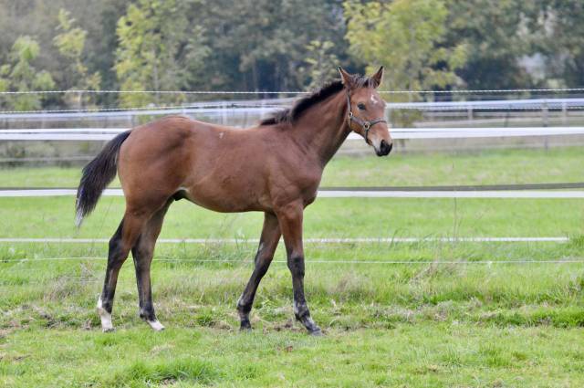 Veulen (ml) Selle Français Te koop 2025 Donker bruin / bai ,  Quadrio Tame SFA