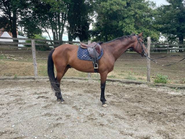 Ruin Ras onbekend Te koop 2017 Donker bruin / bai