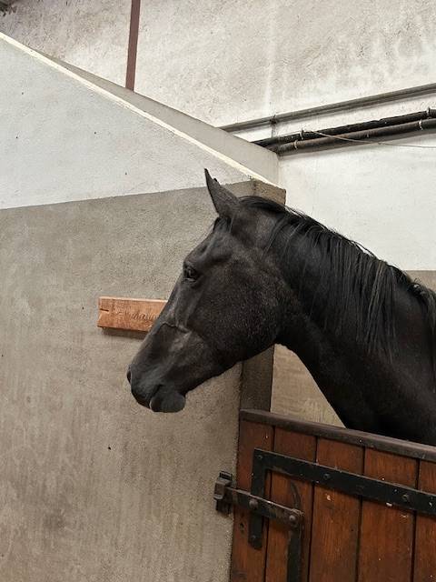 Merrie Bekend ras Te koop 2022 Schimmel
