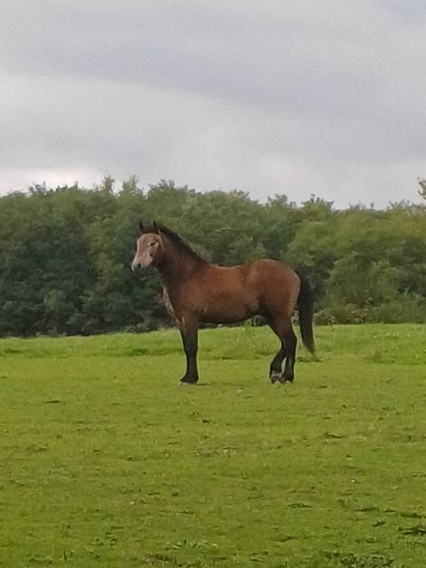 Hengst New Forest Te koop 2023 Donker bruin / bai ,  ROB ROY DU GARON
