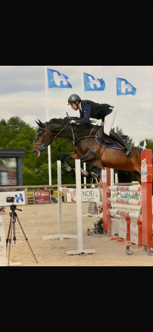 Merrie Selle Français Te koop 2018 Bruin / Bai ,  CORNET OBOLENSKY