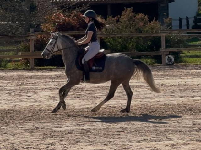 Merrie Franse rijpony PFS Te koop 2020 Schimmel
