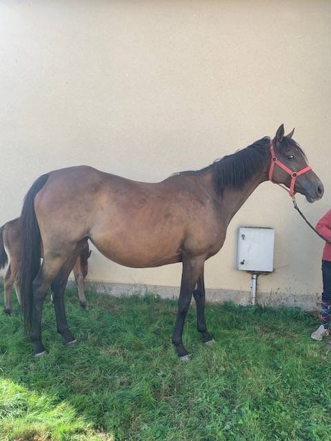 Draagmerrie Volbloed Te koop 2011 Donker bruin / bai ,  Spirit One