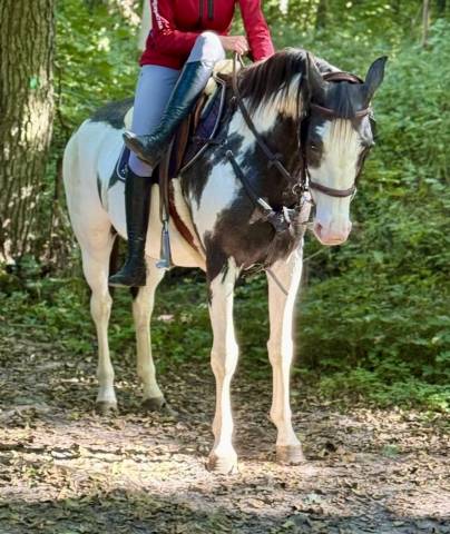 Merrie Paint Horse Te koop 2012 Overo