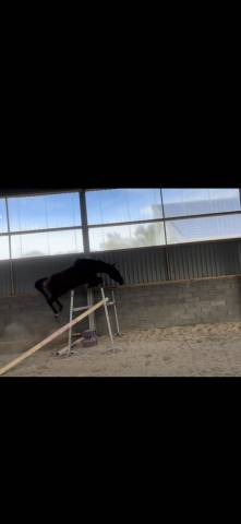 Merrie Selle Français Te koop 2022 Donker bruin / bai