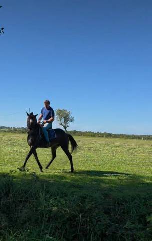 Ruin Franse draver  Te koop 2020 Zwart