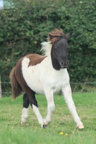 Veulen (vr) Shetland Te koop 2025 Bont ,  Fly dream des isles