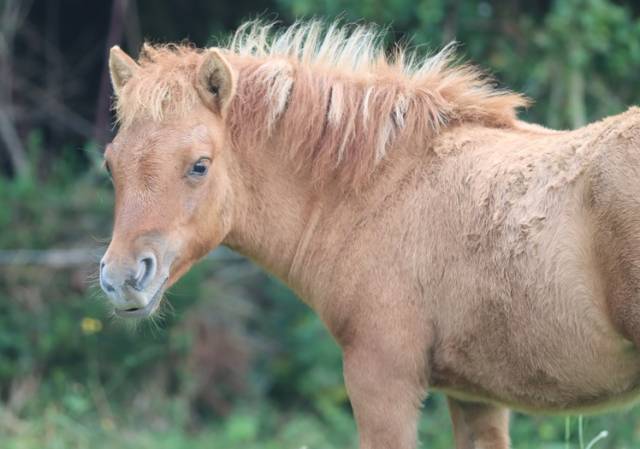 Veulen (vr) Shetland Te koop 2025 Wildkleur ,  HIP HIP HIP DES ISLES