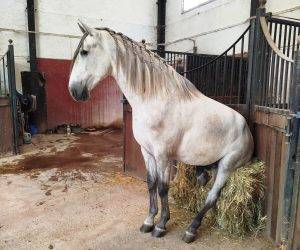 Hengst PRE Puur Ras Spaans Te koop 2022 Schimmel