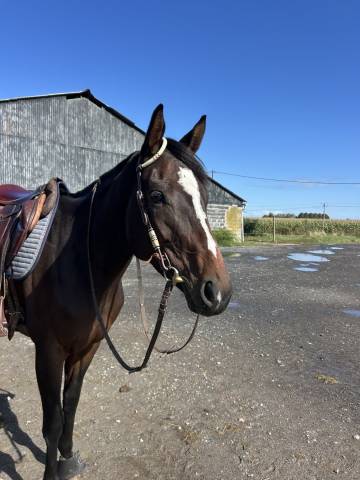 Merrie Engels volbloed Te koop 2020 Bruin / Bai