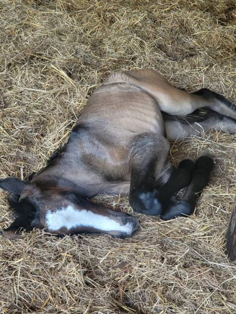 Veulen (vr) PRE Puur Ras Spaans Te koop 2025 Donker bruin / bai