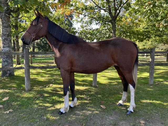 Merrie Ras onbekend Te koop 2018 Bont