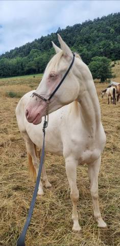 Merrie Akhal-Teke Te koop 2021 Cremello ,  Kemput AT