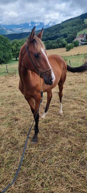Veulen (vr) Akhal-Teke Te koop 2024 Donker bruin / bai ,  Karar