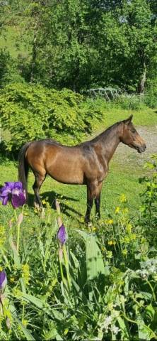 Merrie Bekend ras Te koop 2021 Bruin / Bai ,  Dengiz