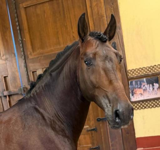 Hengst PRE Puur Ras Spaans Te koop 2020 Donker bruin / bai