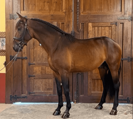 Hengst PRE Puur Ras Spaans Te koop 2020 Donker bruin / bai