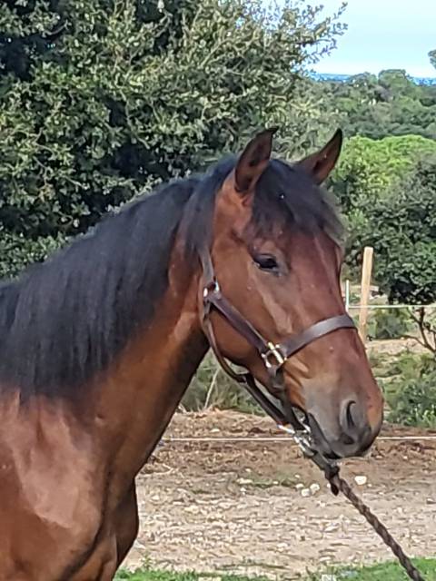 Veulen (vr) PRE Puur Ras Spaans Te koop 2023 Donker bruin / bai ,  Trianero 29