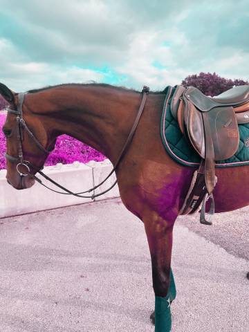 Merrie Selle Français Te koop 2022 Donker bruin / bai