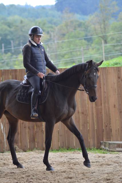 Merrie Engels volbloed Te koop 2021 Koffie vos