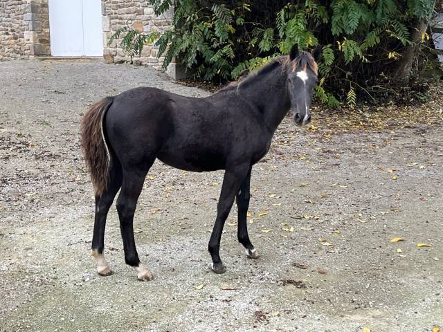 Veulen (vr) Franse rijpony PFS Te koop 2025 Bruin / Bai ,  Very star kerveyer