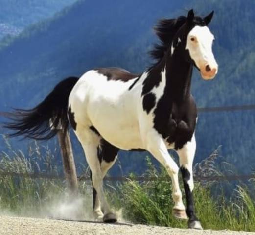 Ruin Paint Horse Te koop 2014 Overo ,  DARK DD HOTWHEEL (BEL)