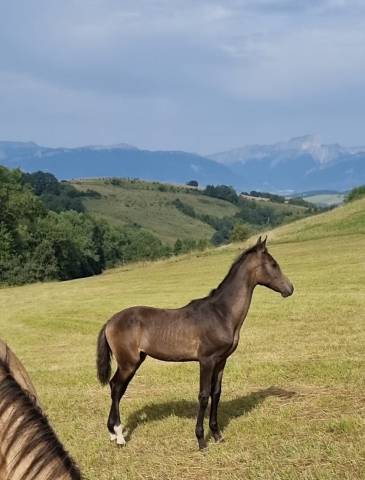 Veulen (vr) Akhal-Teke Te koop 2024 Overige kleuren ,  Kemput