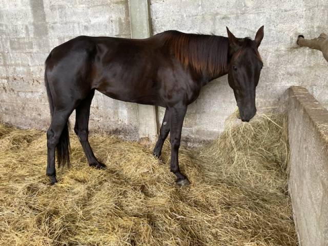 Merrie Selle Français Te koop 2018 Bruin / Bai ,  KENOR DE COSSE