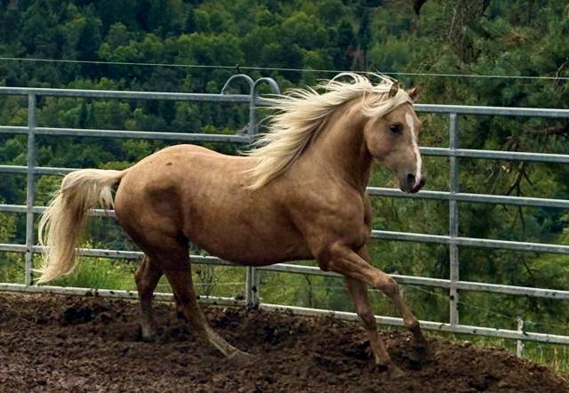 Hengst Paint Horse Te koop 2023 Palomino