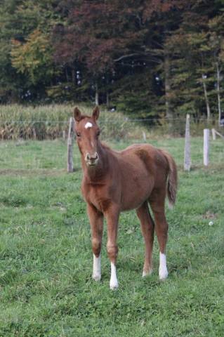 Merrie Zangersheide Te koop 2025 Vos ,  NARCOS II