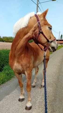 Ruin Haflinger Delen 2013 Isabel