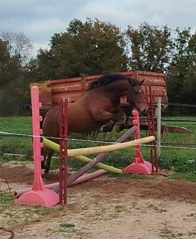 Merrie Connemara Te koop 2019 Donker bruin / bai ,  TITUS DE LIAF