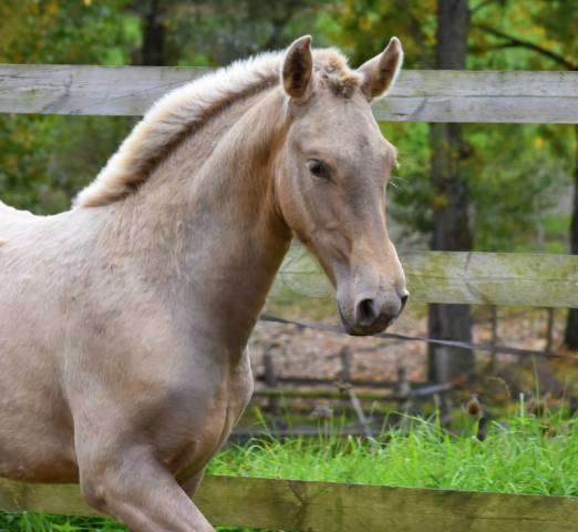 Veulen (vr) PRE Puur Ras Spaans Te koop 2025 Overige kleuren