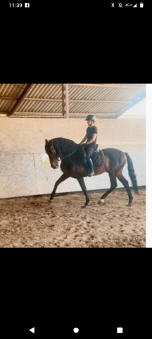 Dekhengst PRE Puur Ras Spaans Te koop 2016 Donker bruin / bai