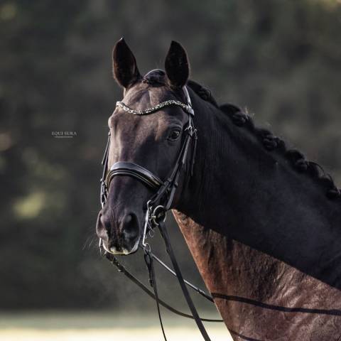 Te koop: Prins Fürst Haepke