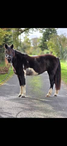 Merrie Connemara Te koop 2006 Bont