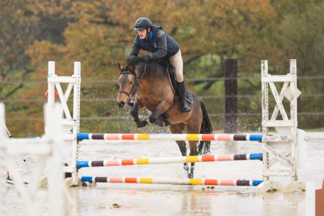 L'ancelot du ménage  - New Forest 2021 ,  SILVERLEA SIMPLY RED