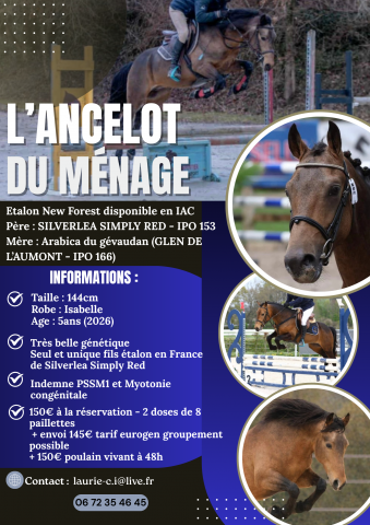 L'ancelot du m&eacute;nage  - New Forest 2021 ,  SILVERLEA SIMPLY RED
