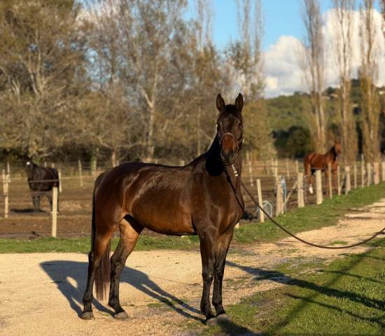 Merrie Oldenburger Te koop 2021 Bruin / Bai ,  Fornsbracher