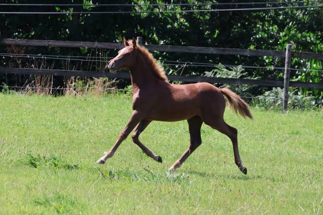 Veulen (vr) Franse rijpony PFS Te koop 2025 Vos ,  Champagne d'Ar Cus