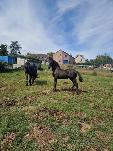 Veulen (ml) Fries Te koop 2024 Zwart