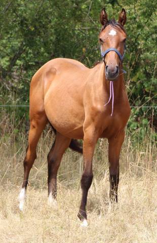Veulen (vr) Selle Fran&ccedil;ais Te koop 2024 Donker bruin / bai