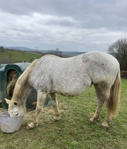Merrie Selle Français Te koop 2008 Schimmel ,  CORLAND