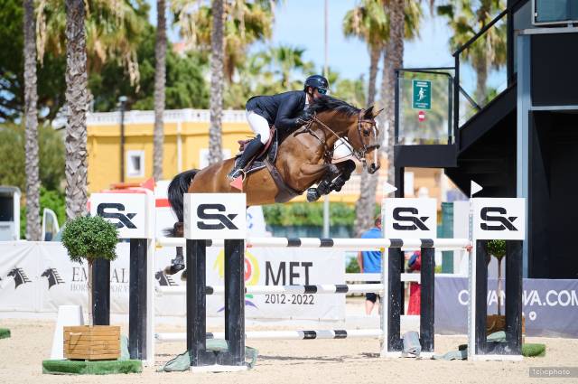 Ruin Selle Français Te koop 2014 Donker bruin / bai