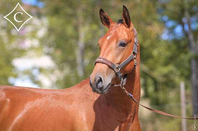 Hengst Lusitano Te koop 2021 Donker bruin / bai ,  EQUADOR MVL