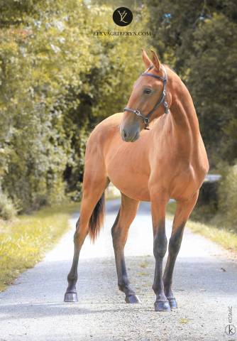 Hengst Lusitano Te koop 2024 Donker bruin / bai ,  Trovador SS 