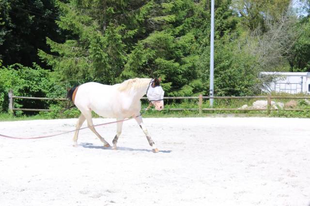 Merrie Welsh Partbred Te koop 2022 Bont